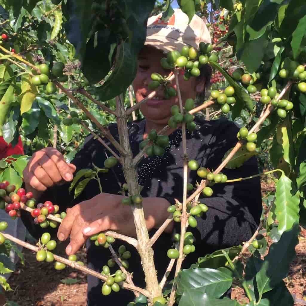 Coffee harvesting